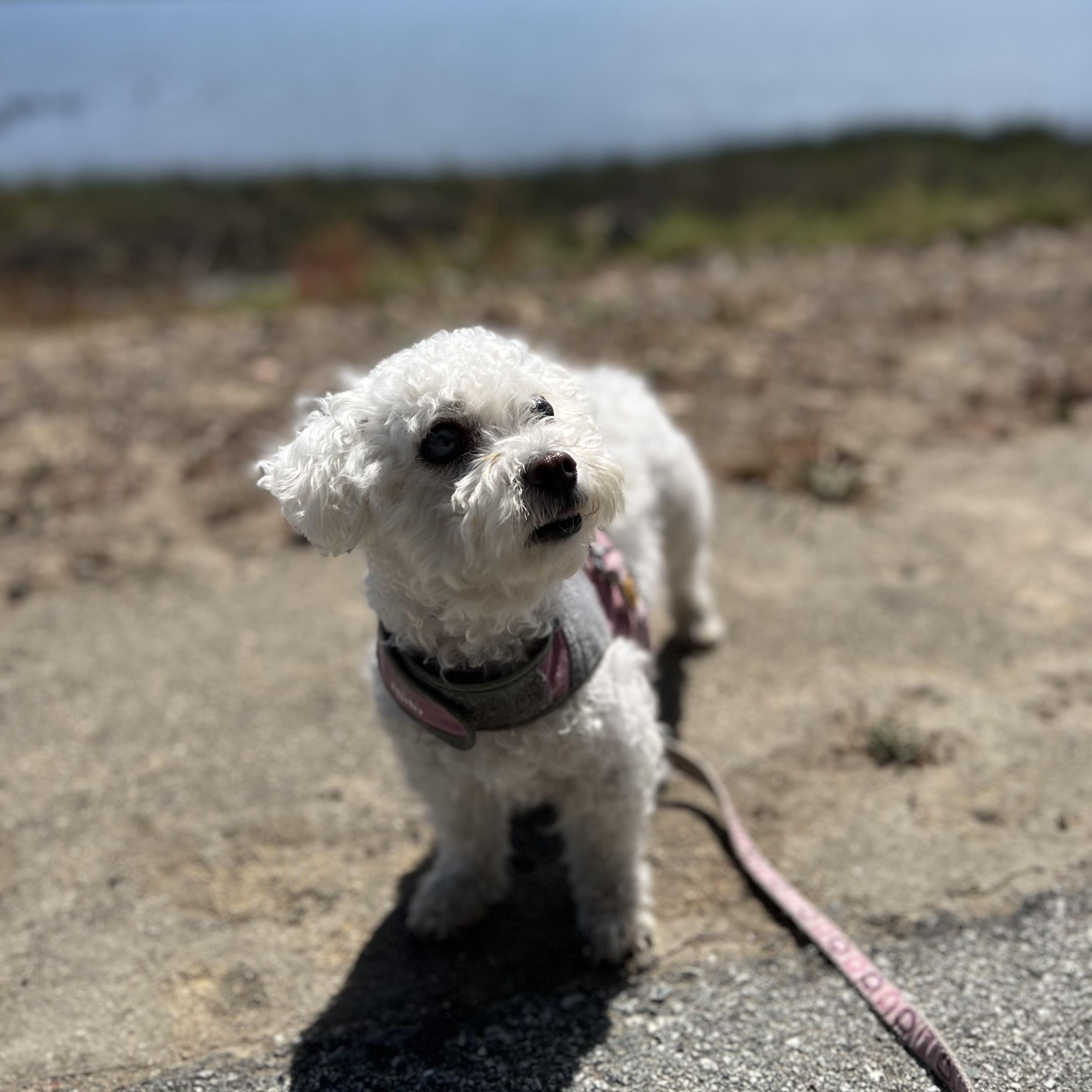 Enlarge Maloos, a Adoptable mixed breed in Long Beach, CA image 4/6