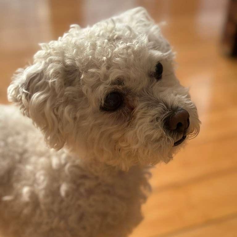Maloos, Adoptable, Adult Female Bichon Frise.