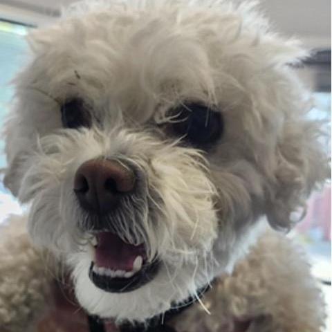 Maloos, a Adoptable mixed breed in Orange, CA image 6/6