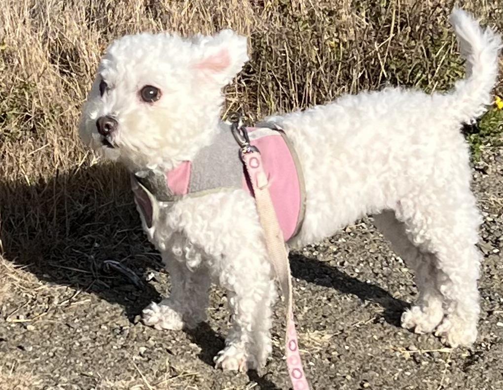 Enlarge Maloos, a Adoptable mixed breed in Long Beach, CA image 5/6