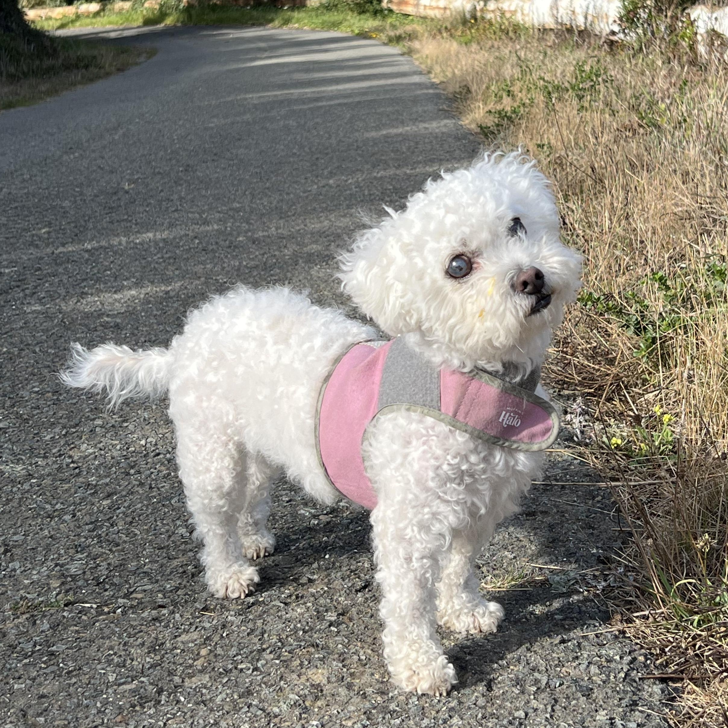 Enlarge Maloos, a Adoptable mixed breed in Long Beach, CA image 2/6
