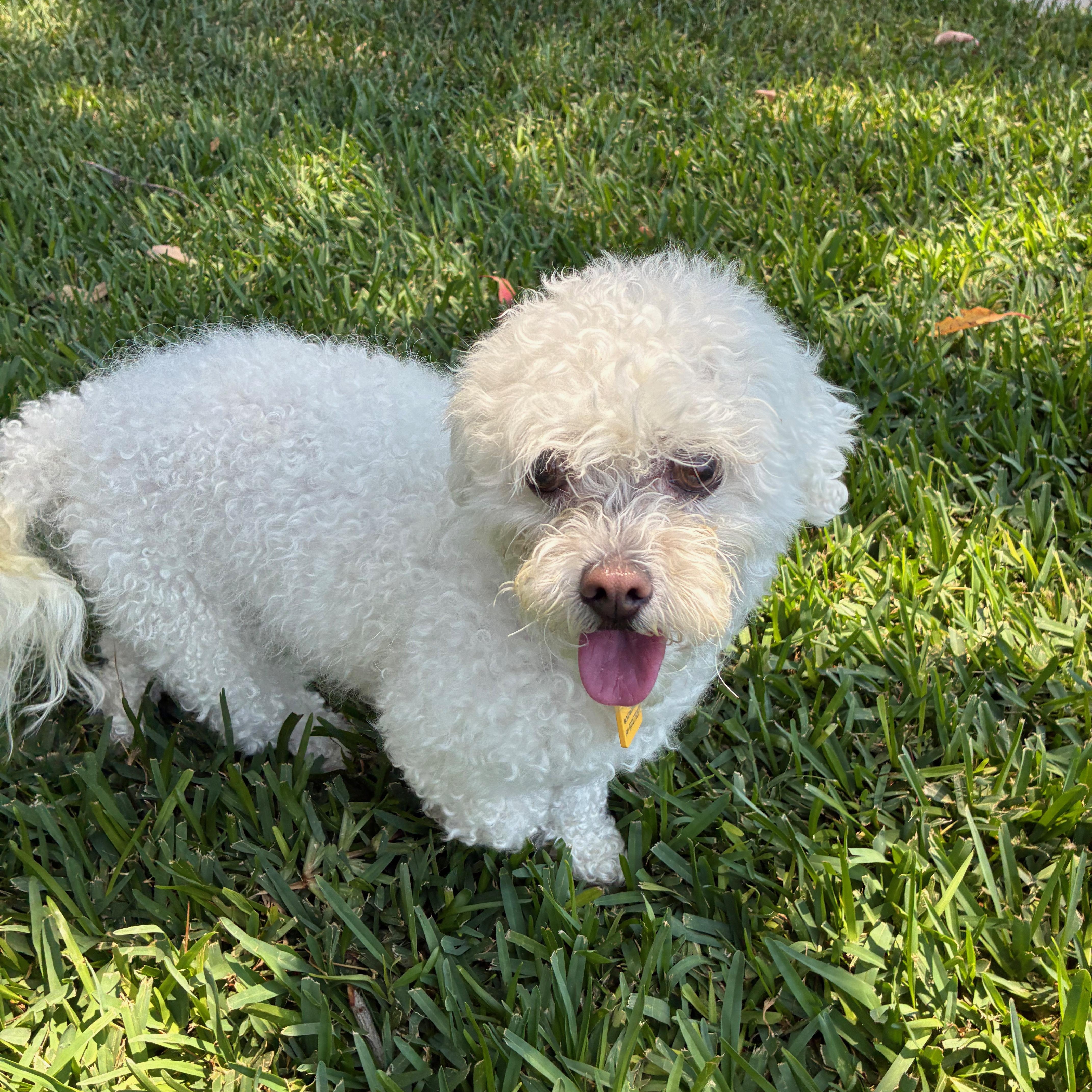 Maloos, a Adoptable mixed breed in Orange, CA image 3/6