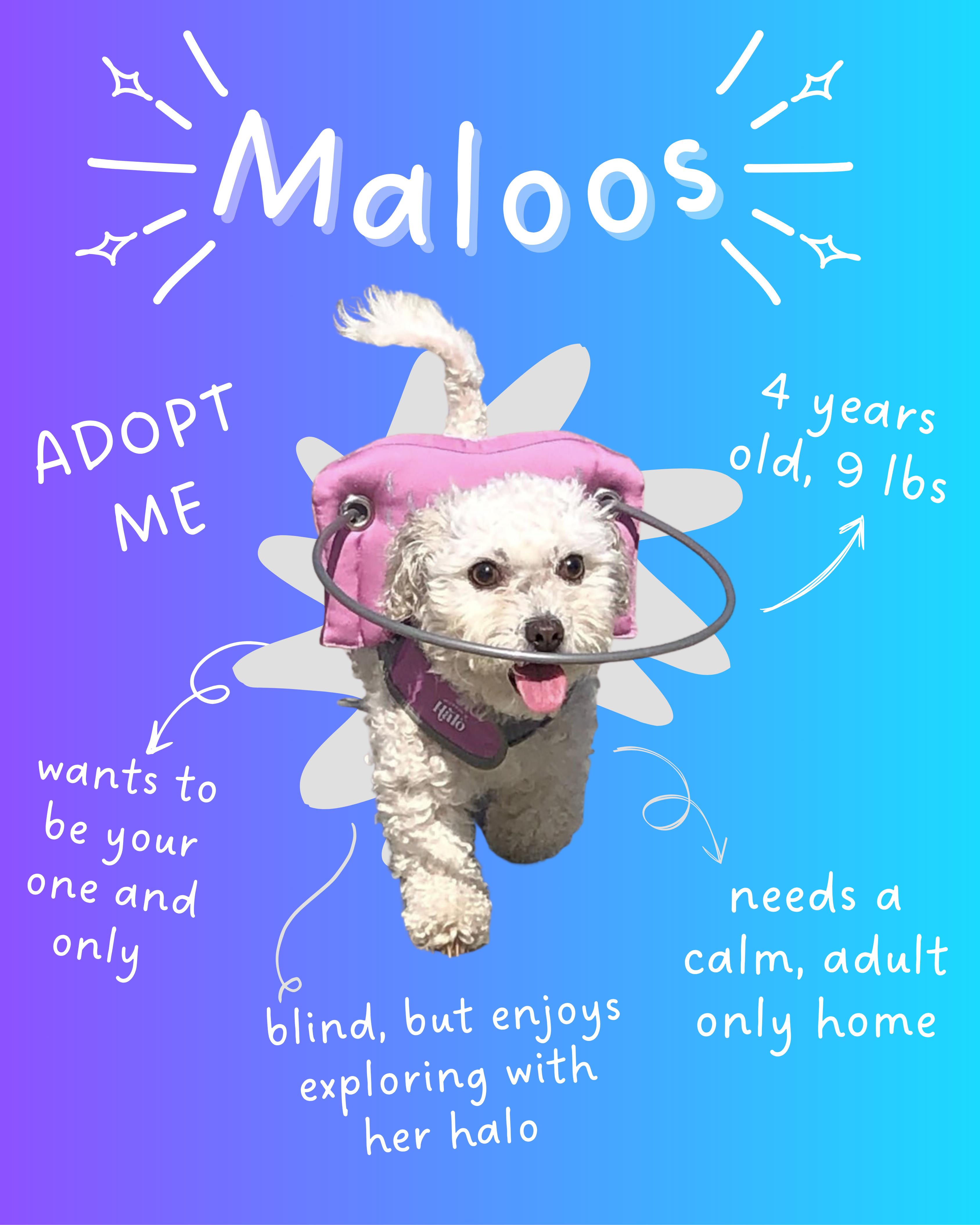 Maloos, a Adoptable mixed breed in Orange, CA image 2/6
