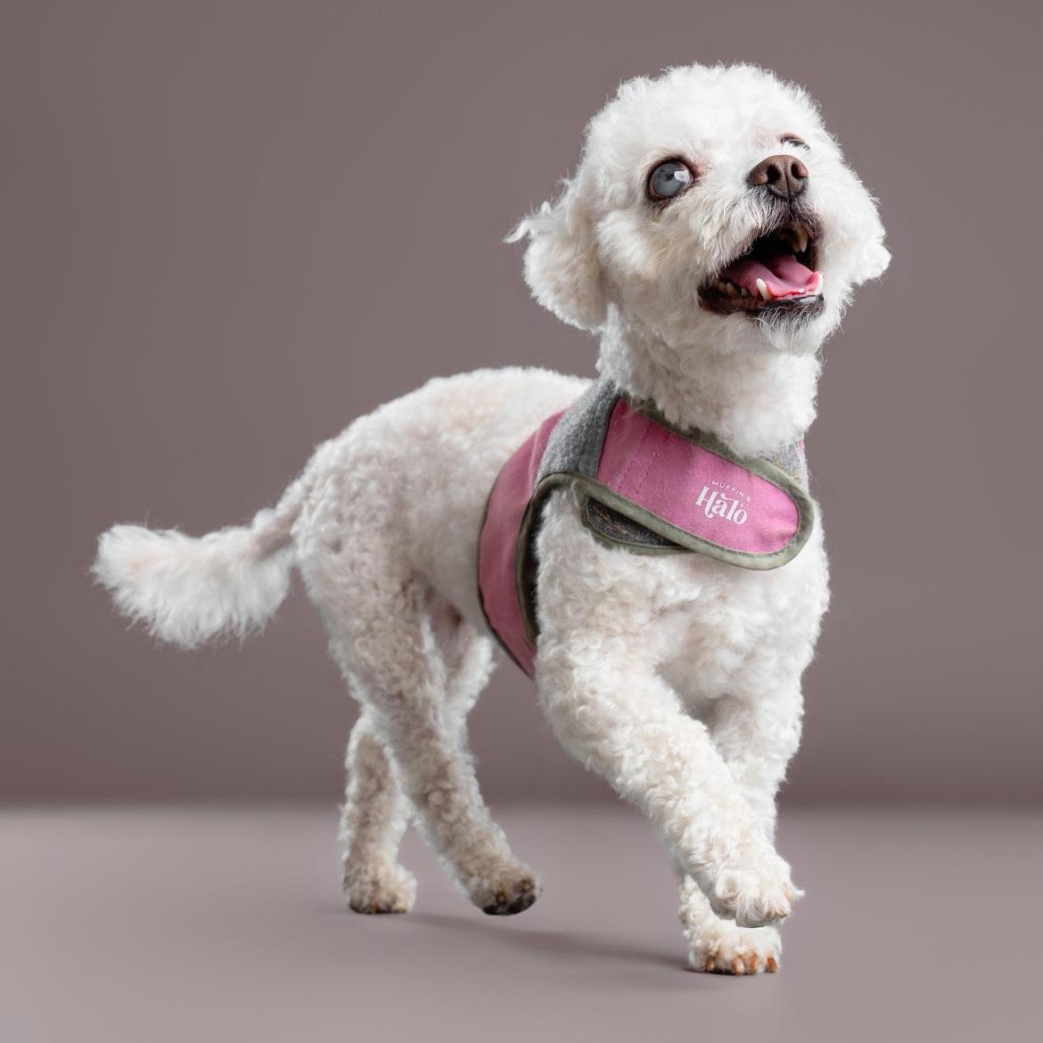Enlarge Maloos, a Adoptable mixed breed in Long Beach, CA image 1/6