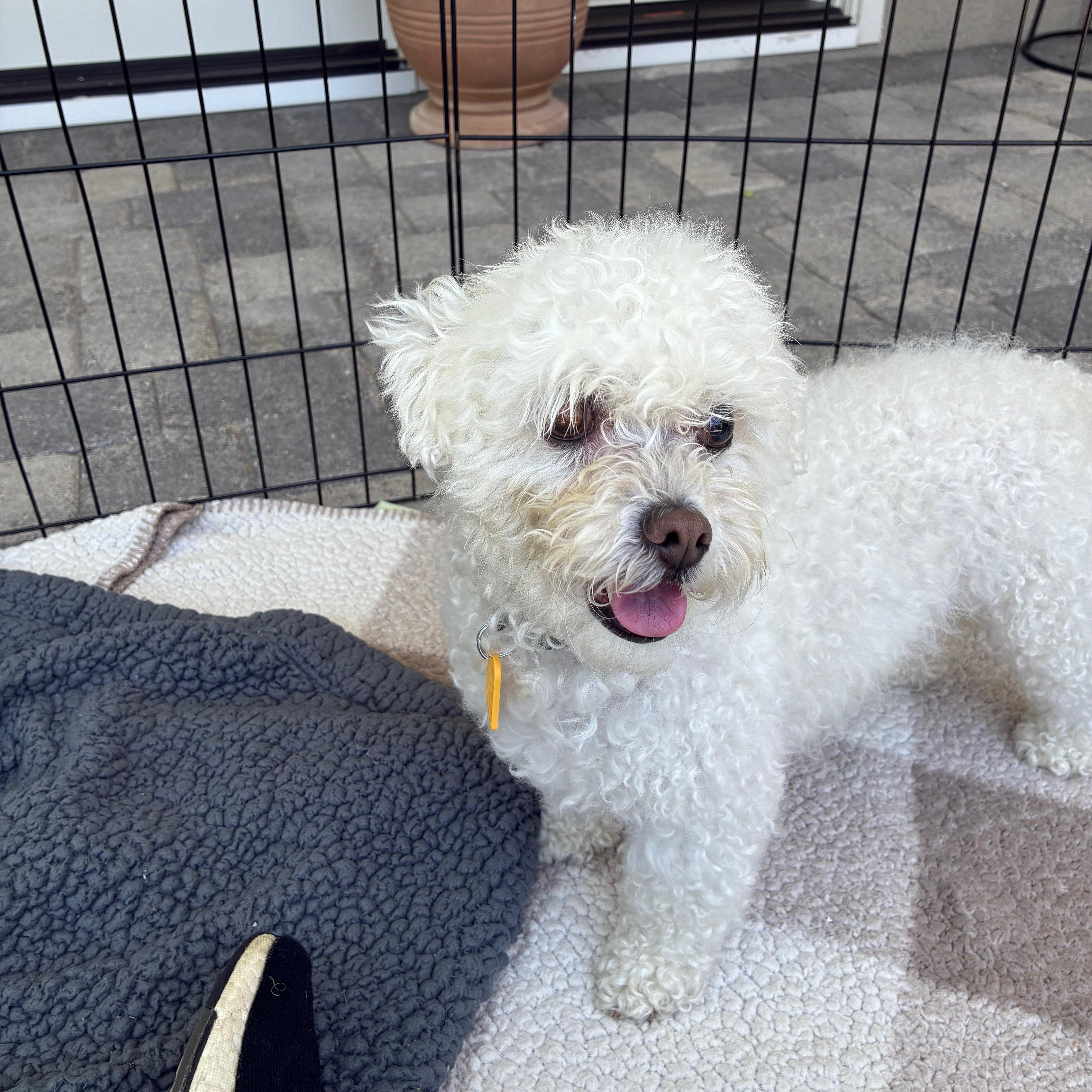 Maloos, a Adoptable mixed breed in Orange, CA image 5/6