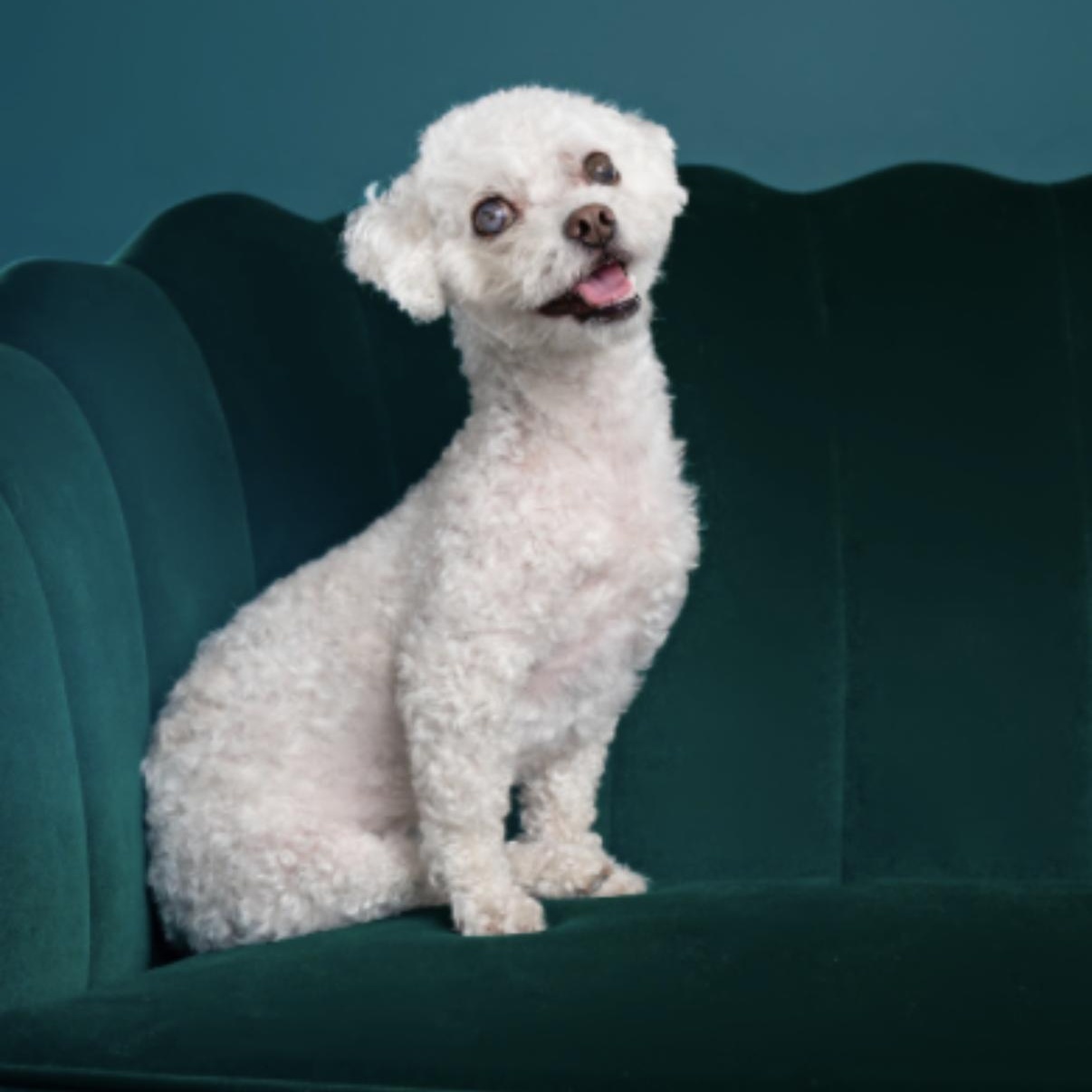 Enlarge Maloos, a Adoptable mixed breed in Long Beach, CA image 3/6