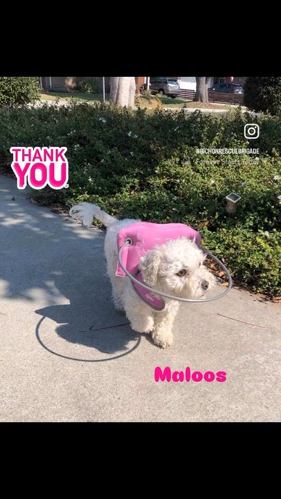 Enlarge Maloos, a Adoptable mixed breed in Orange, CA video 4/6
