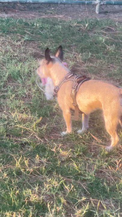 Enlarge Maloos, a Adoptable mixed breed in Long Beach, CA video 6/6