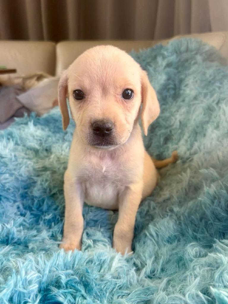 Darcy, Adopted, Puppy Female Boxer & Mixed Breed.