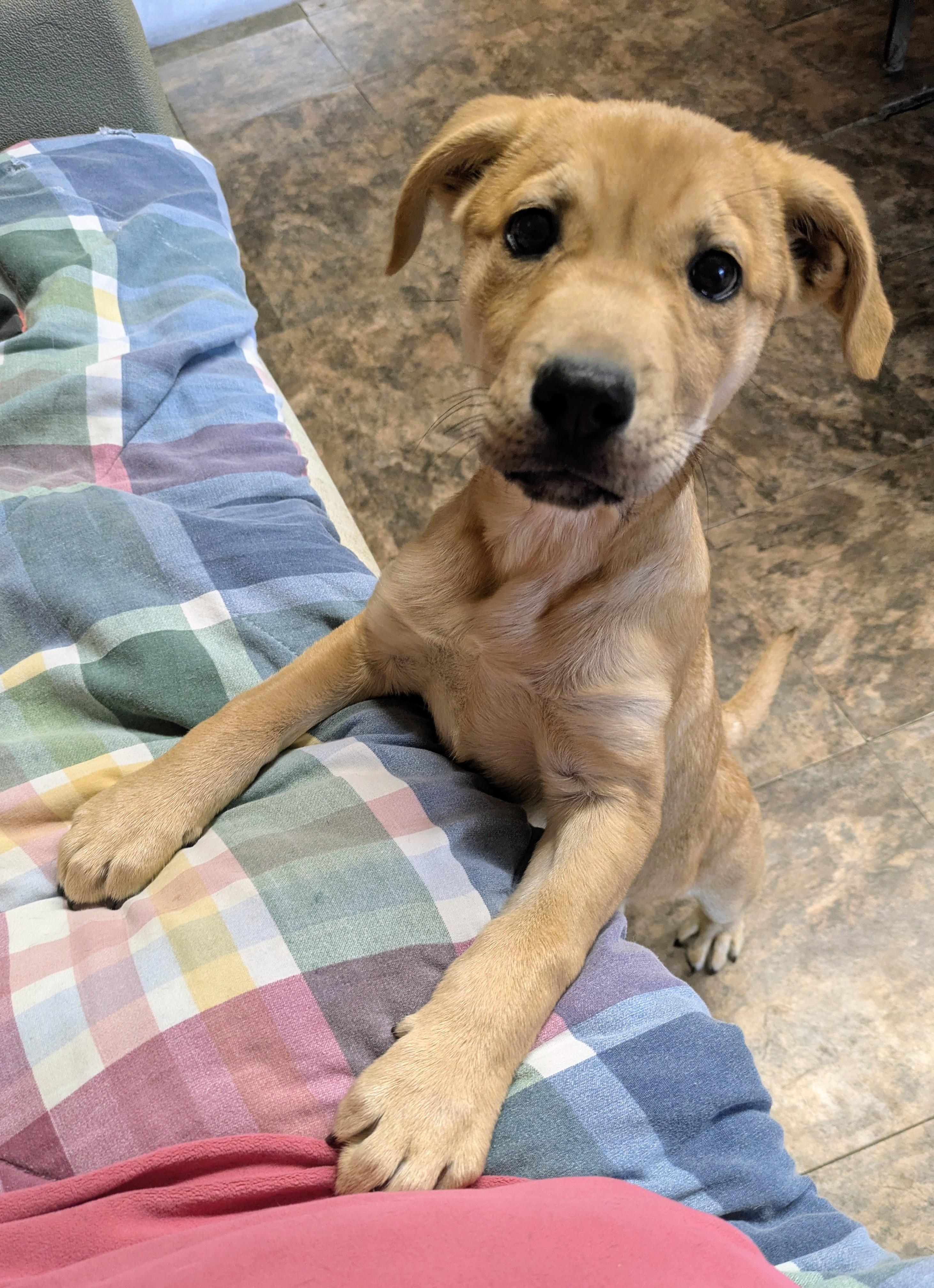 SWEET HONEY PIE, Adoptable, Puppy Female Yellow Labrador Retriever.