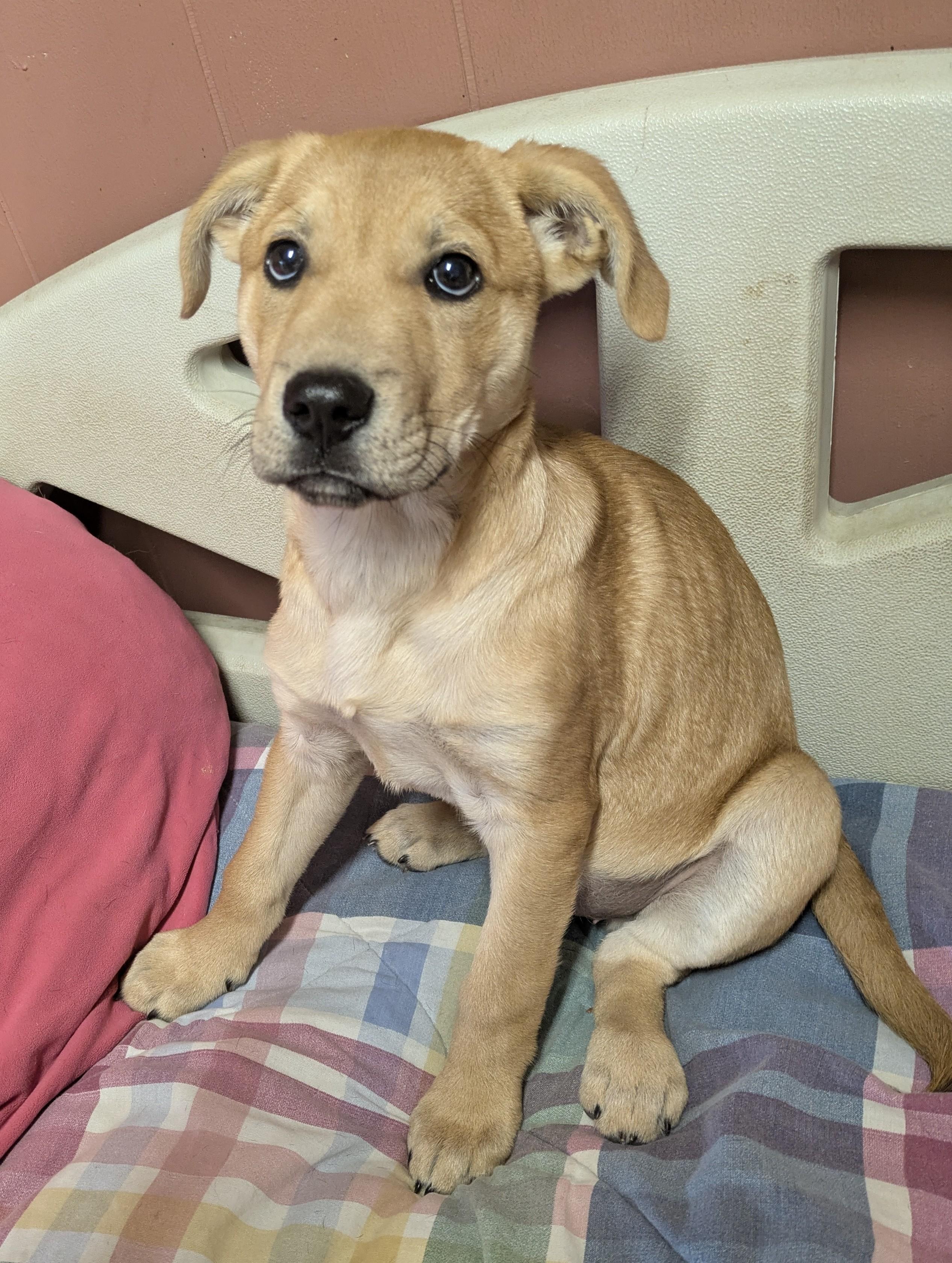 SWEET HONEY PIE, a Adoptable mixed breed in Lebanon, TN image 2/4