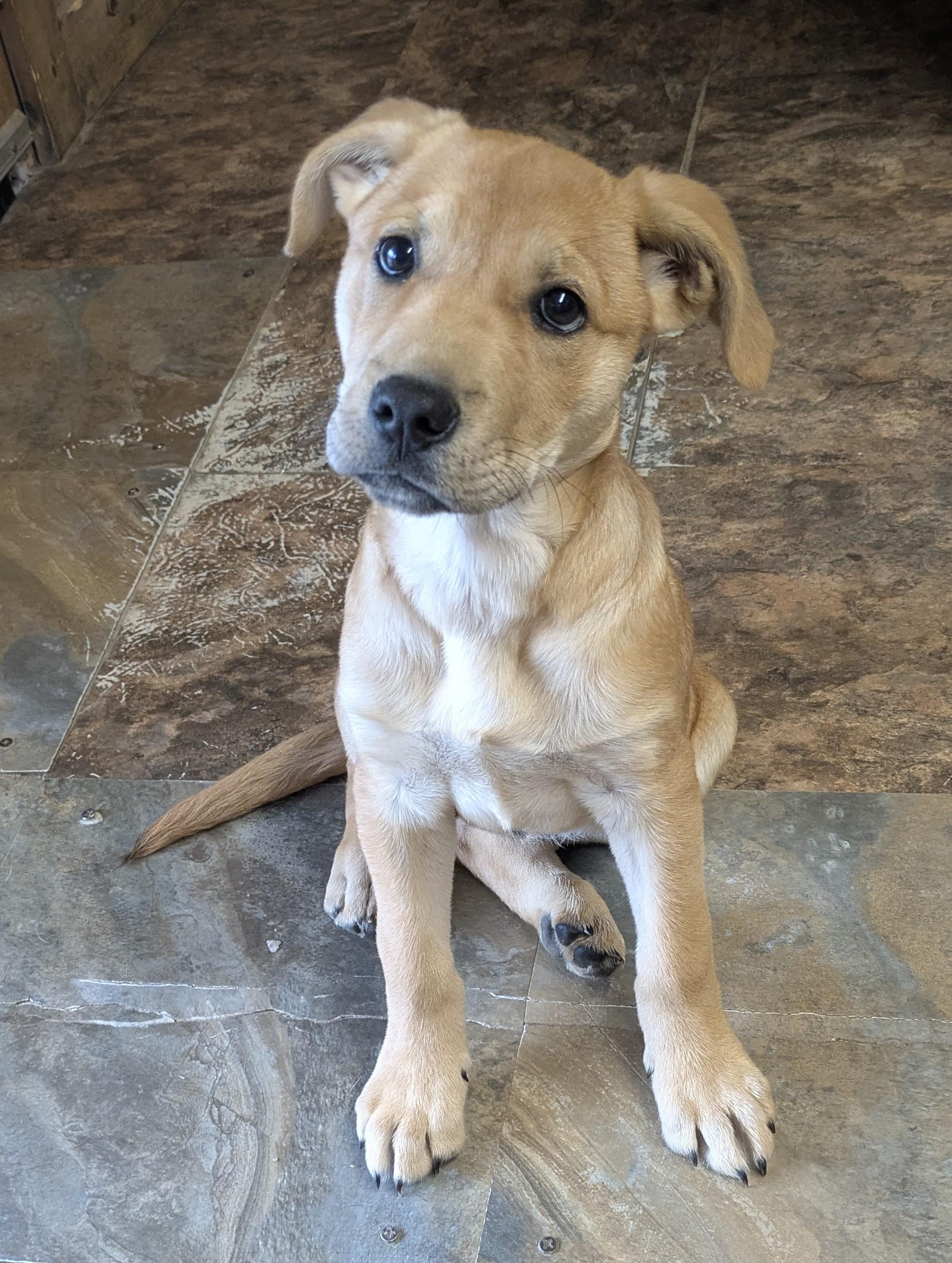 SWEET HONEY PIE, a Adoptable mixed breed in Lebanon, TN image 3/4