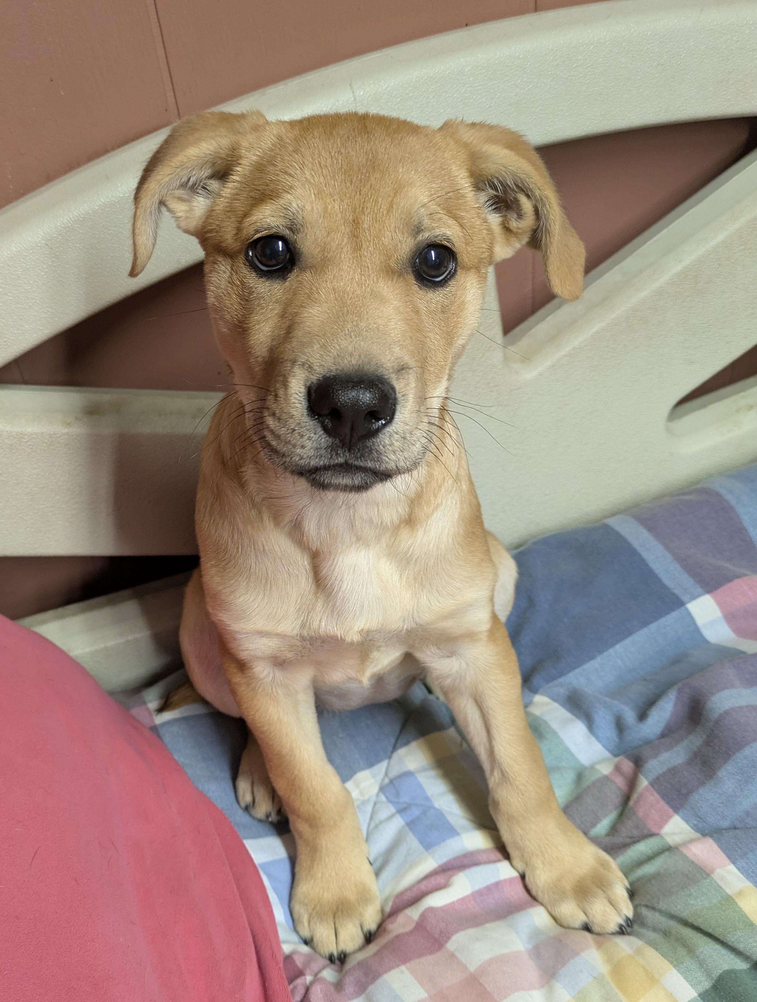 SWEET HONEY PIE, a Adoptable mixed breed in Lebanon, TN image 4/4