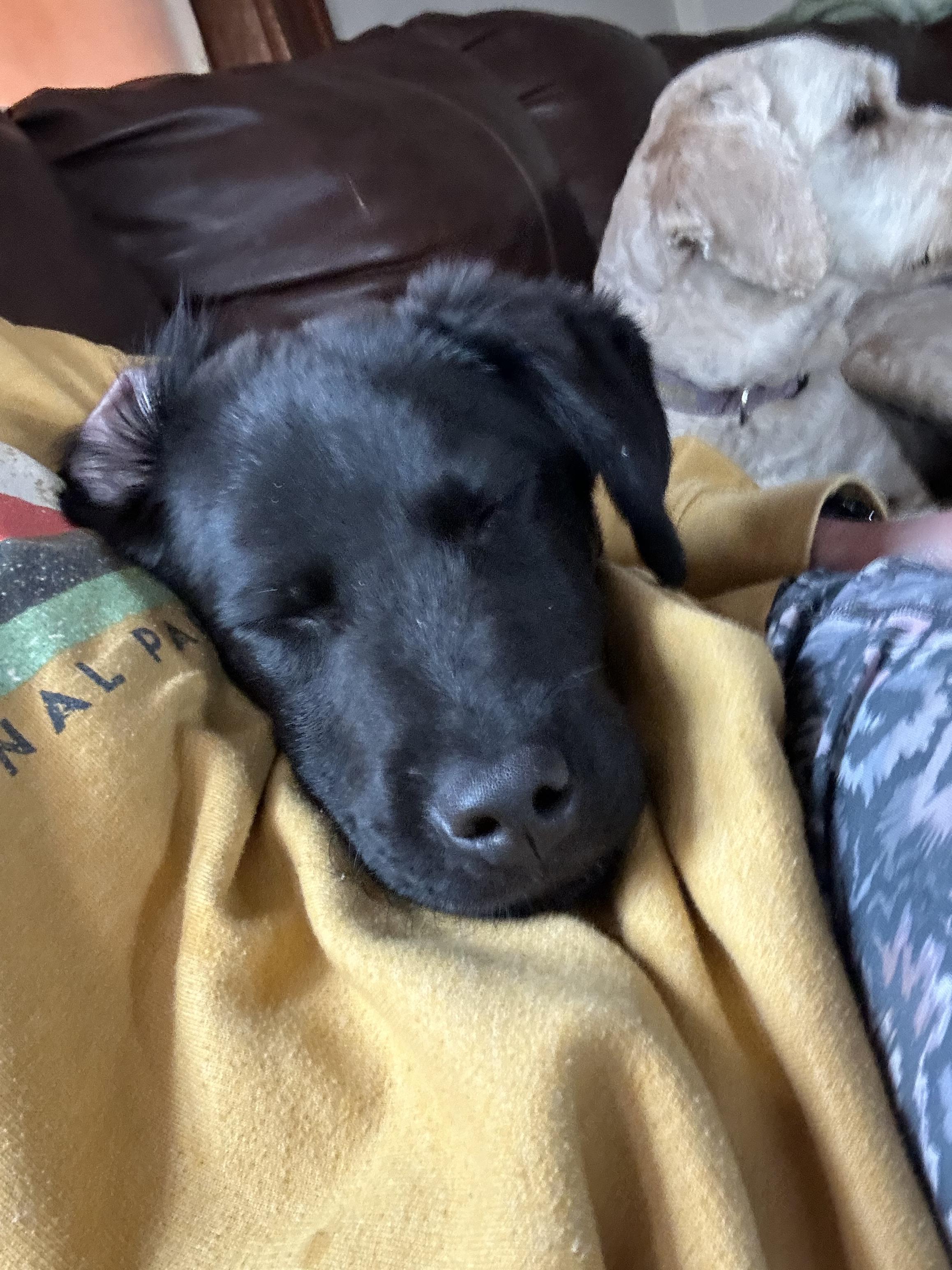 Enlarge Willy, a Adoptable mixed breed in Brattleboro, VT image 3/3