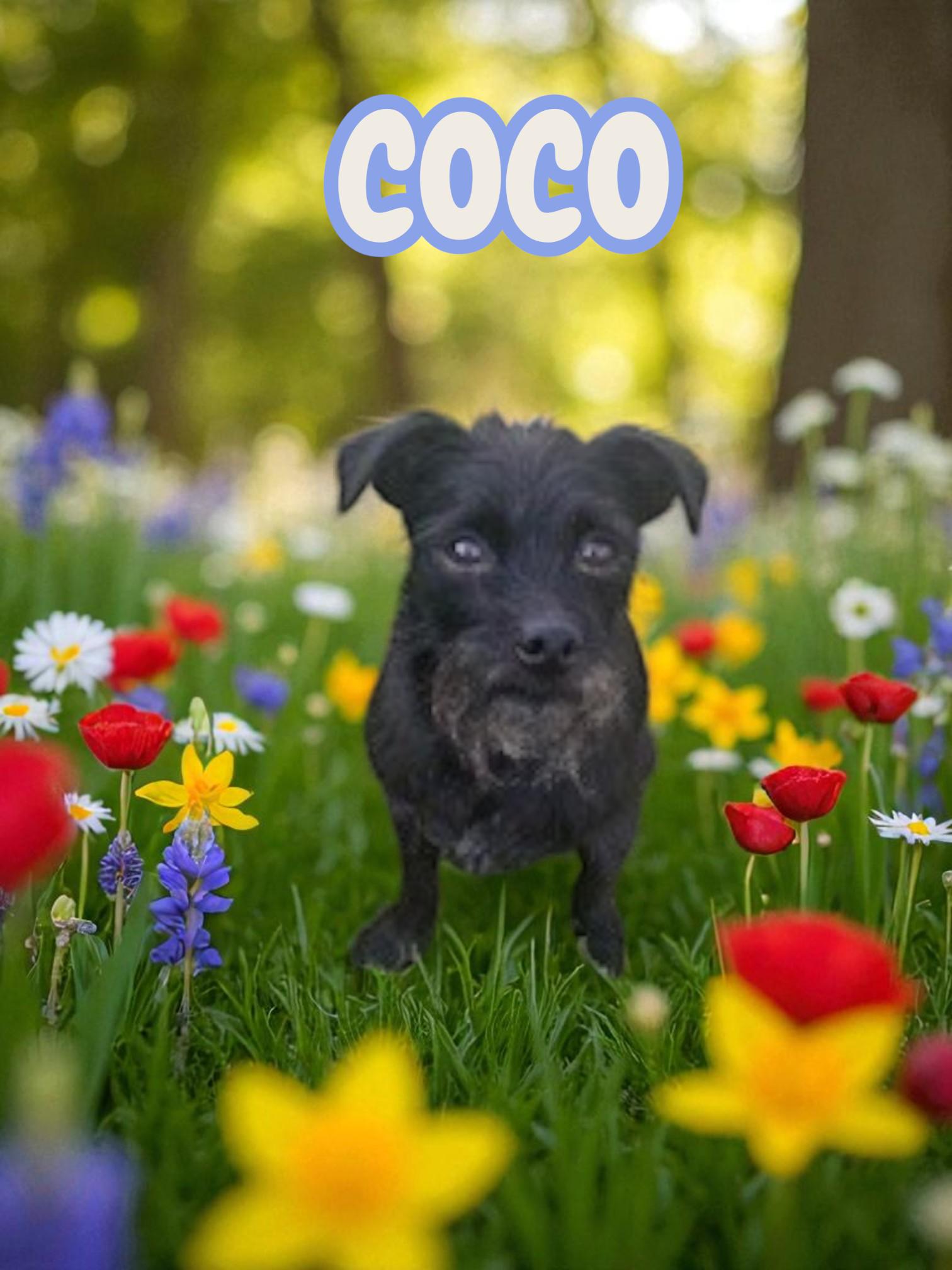 Coco
