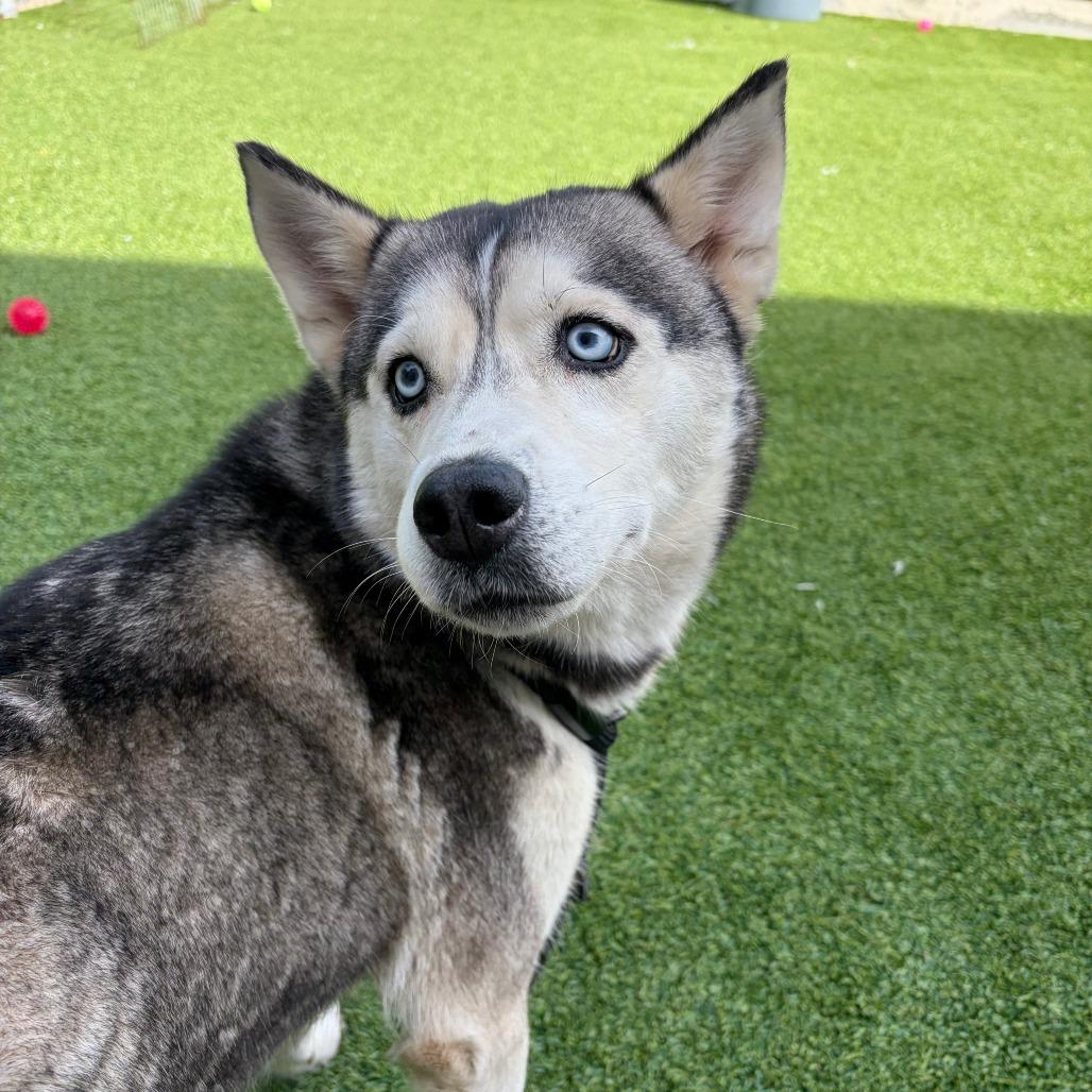 Lexus, Adoptable, Adult Female Siberian Husky.