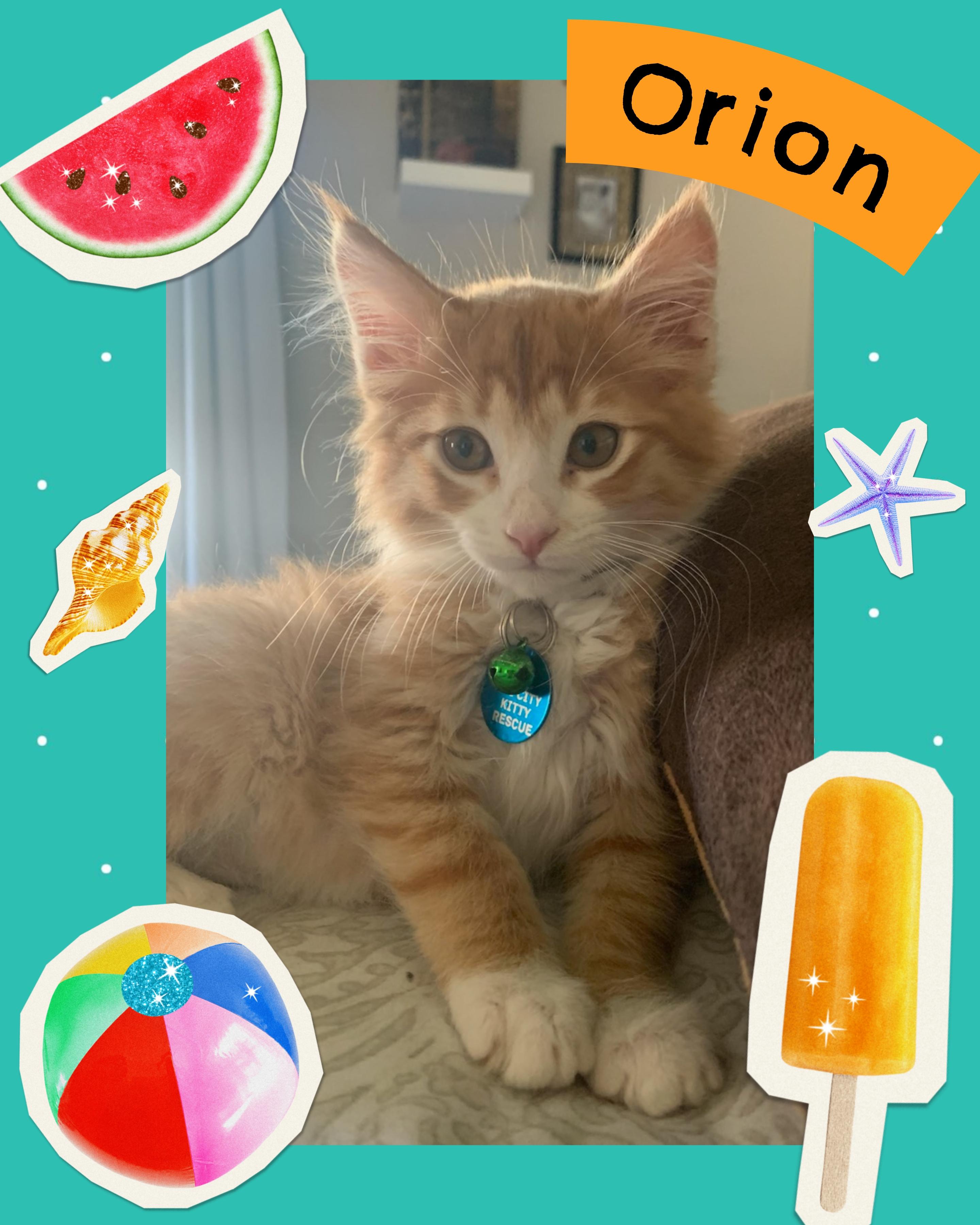 Orion