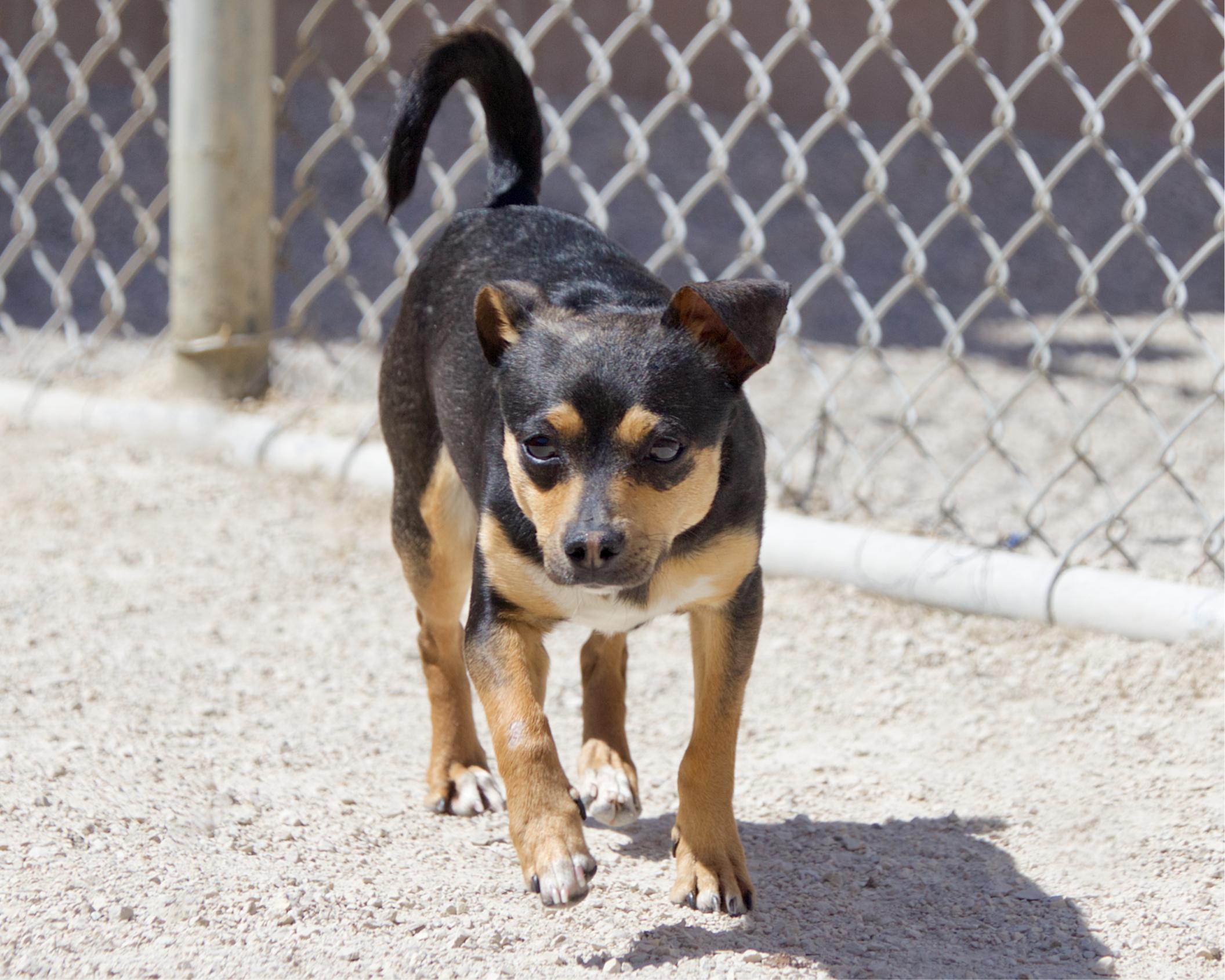 Enlarge River, an adoptable mixed breed in Winnipeg, MB image 3/3