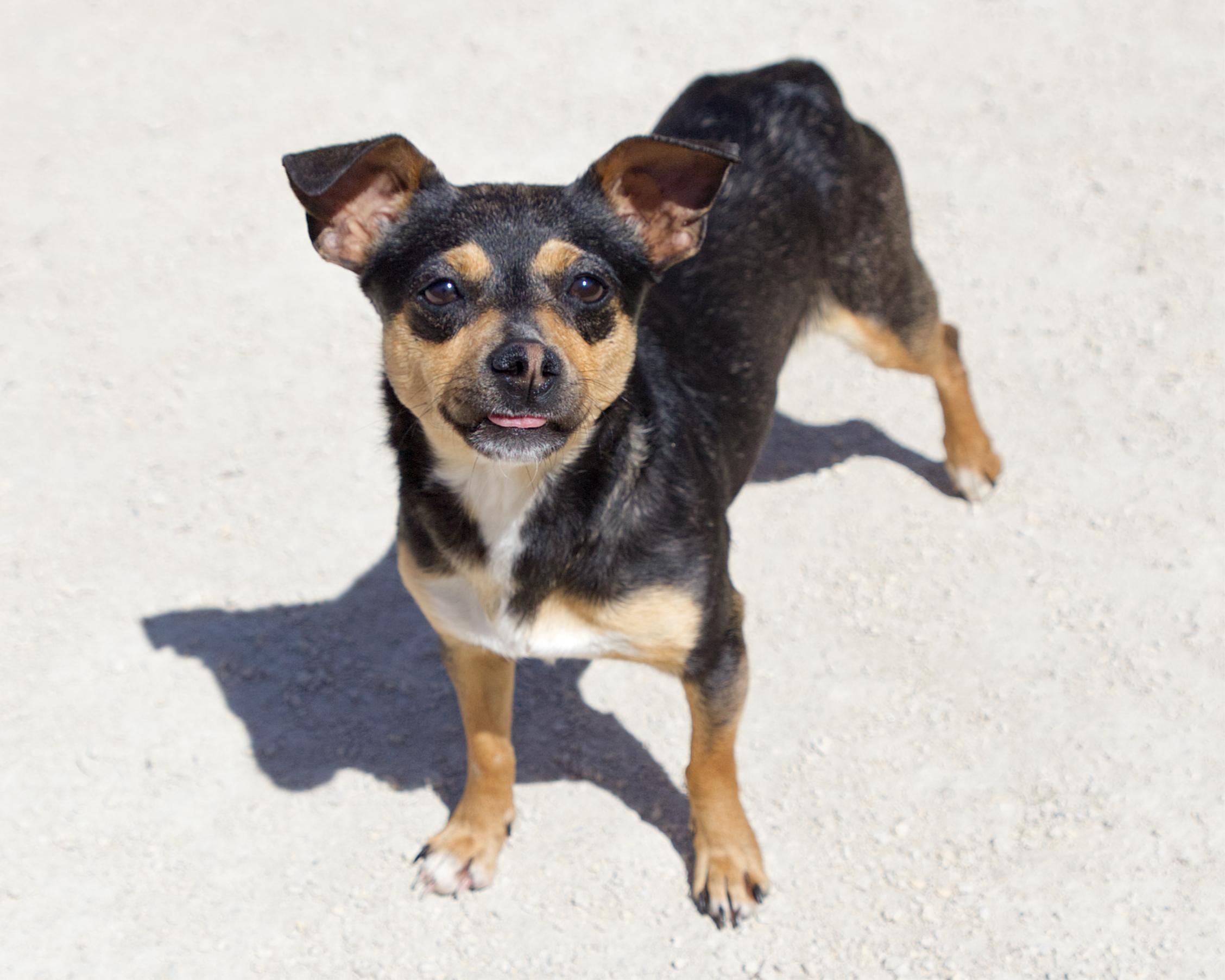 Enlarge River, an adoptable mixed breed in Winnipeg, MB image 2/3