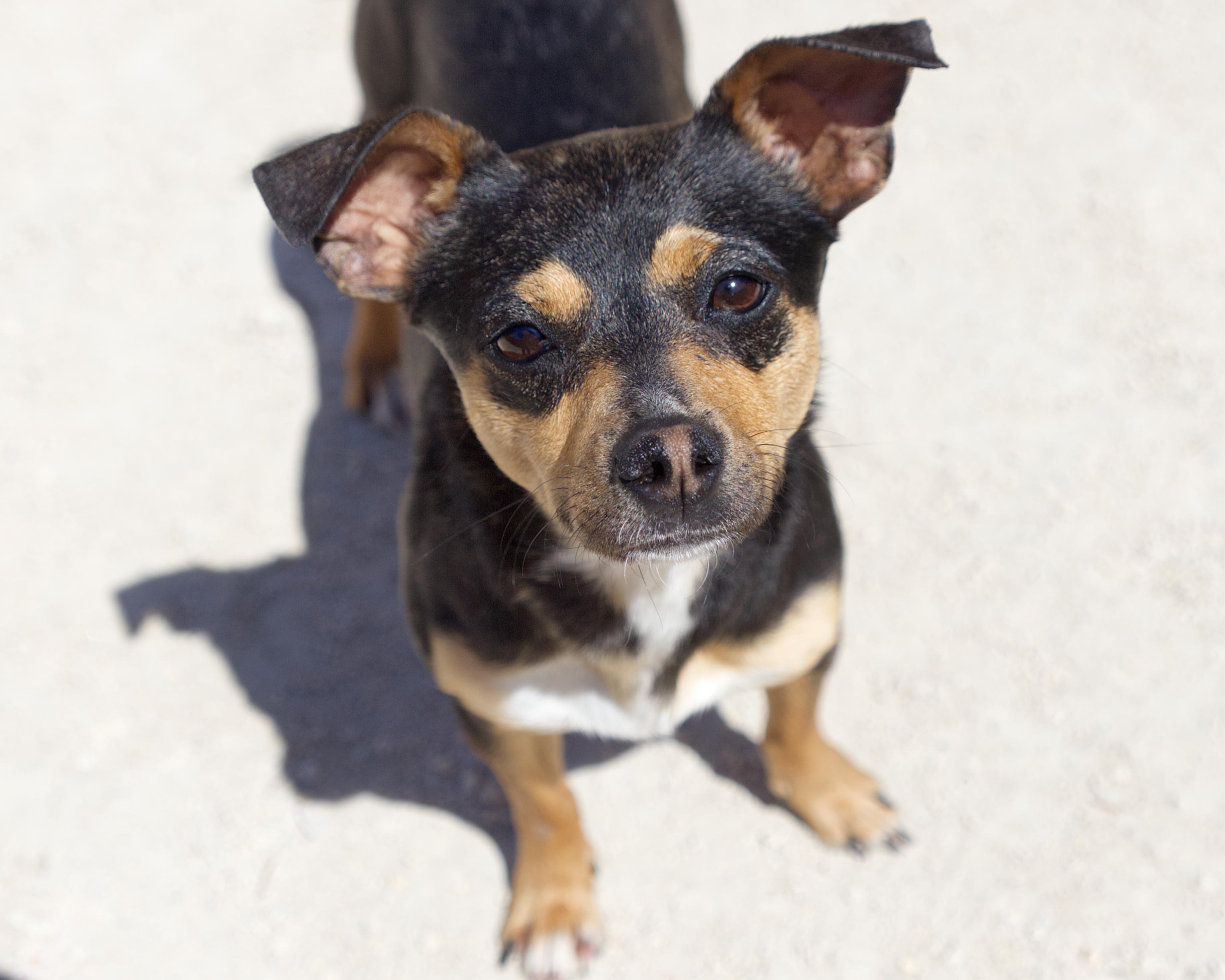 River, adoptable, Adult Female Chihuahua.
