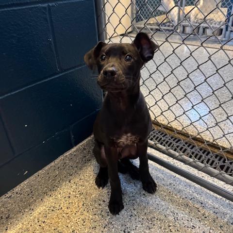 Batman, Adoptable, Puppy Male Labrador Retriever & Mixed Breed.