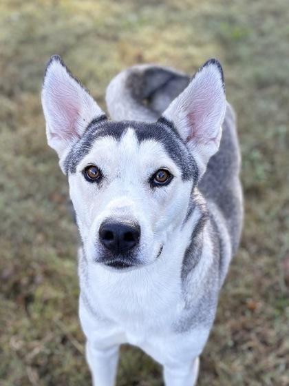 Korie, a Adoptable mixed breed in Bartlesville, OK image 1/3