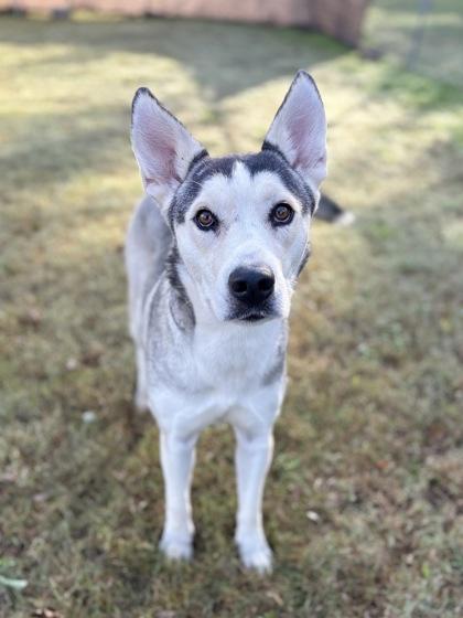 Korie, a Adoptable mixed breed in Bartlesville, OK image 2/3