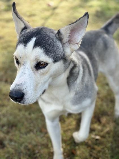 Korie, a Adoptable mixed breed in Bartlesville, OK image 3/3