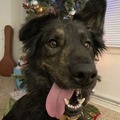 Enlarge Stella, a Adoptable Mixed Breed in DeKalb, IL image 1/4