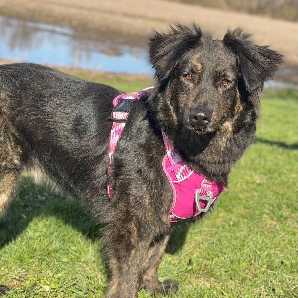 Enlarge Stella, a Adoptable Mixed Breed in DeKalb, IL image 2/4