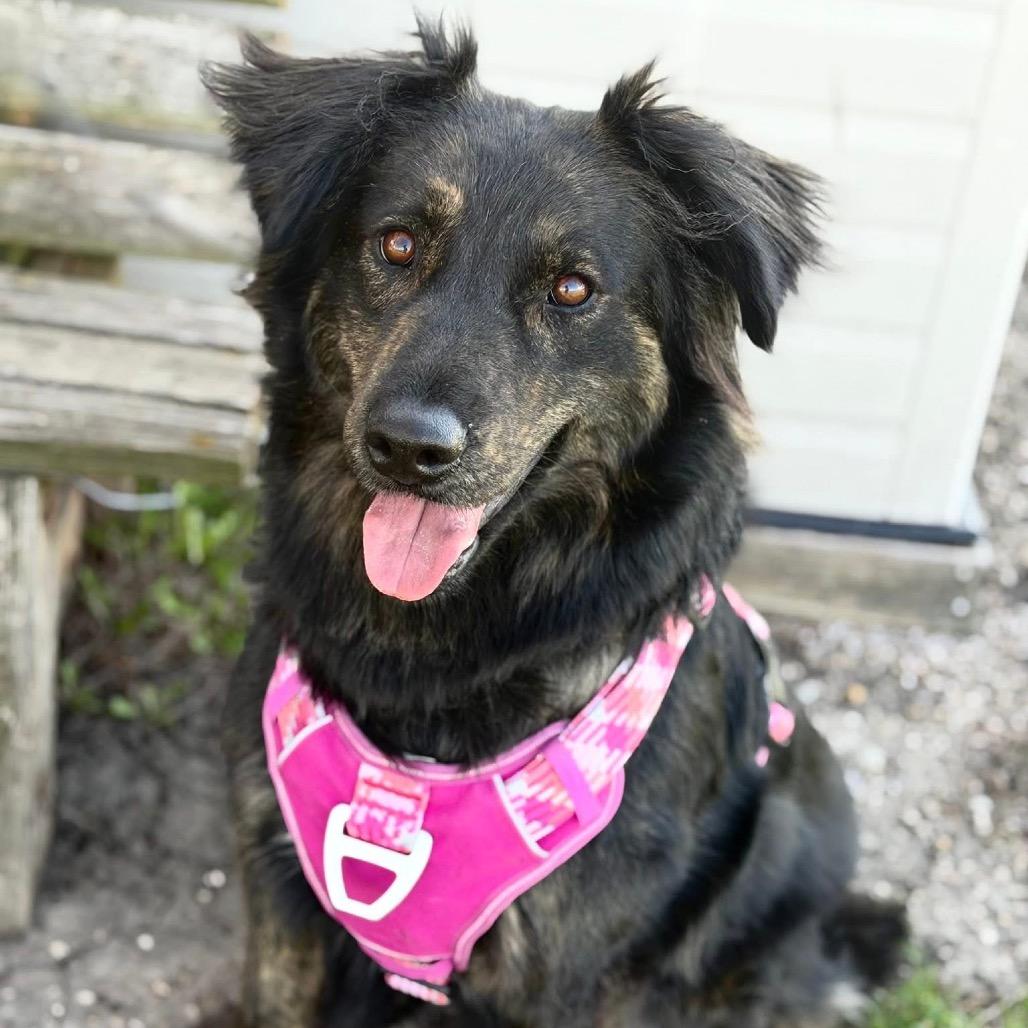 Enlarge Stella, a Adoptable Mixed Breed in DeKalb, IL image 3/4