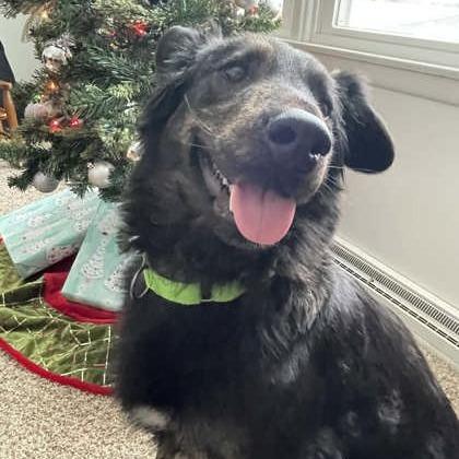 Enlarge Stella, a Adoptable Mixed Breed in DeKalb, IL image 4/4