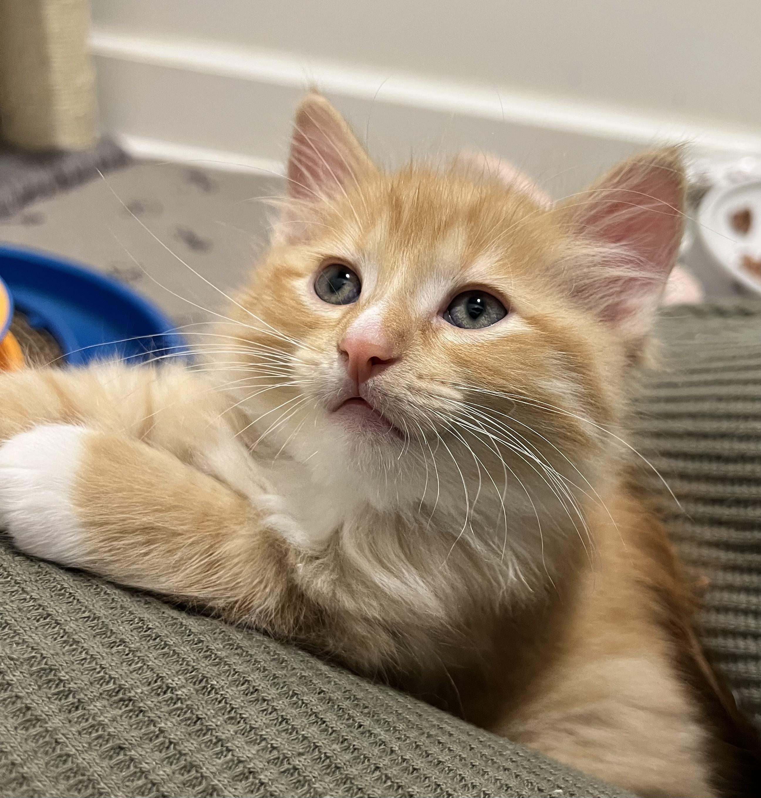 Enlarge Rocky, a Adopted Domestic Long Hair in Port Washington, WI image 2/3