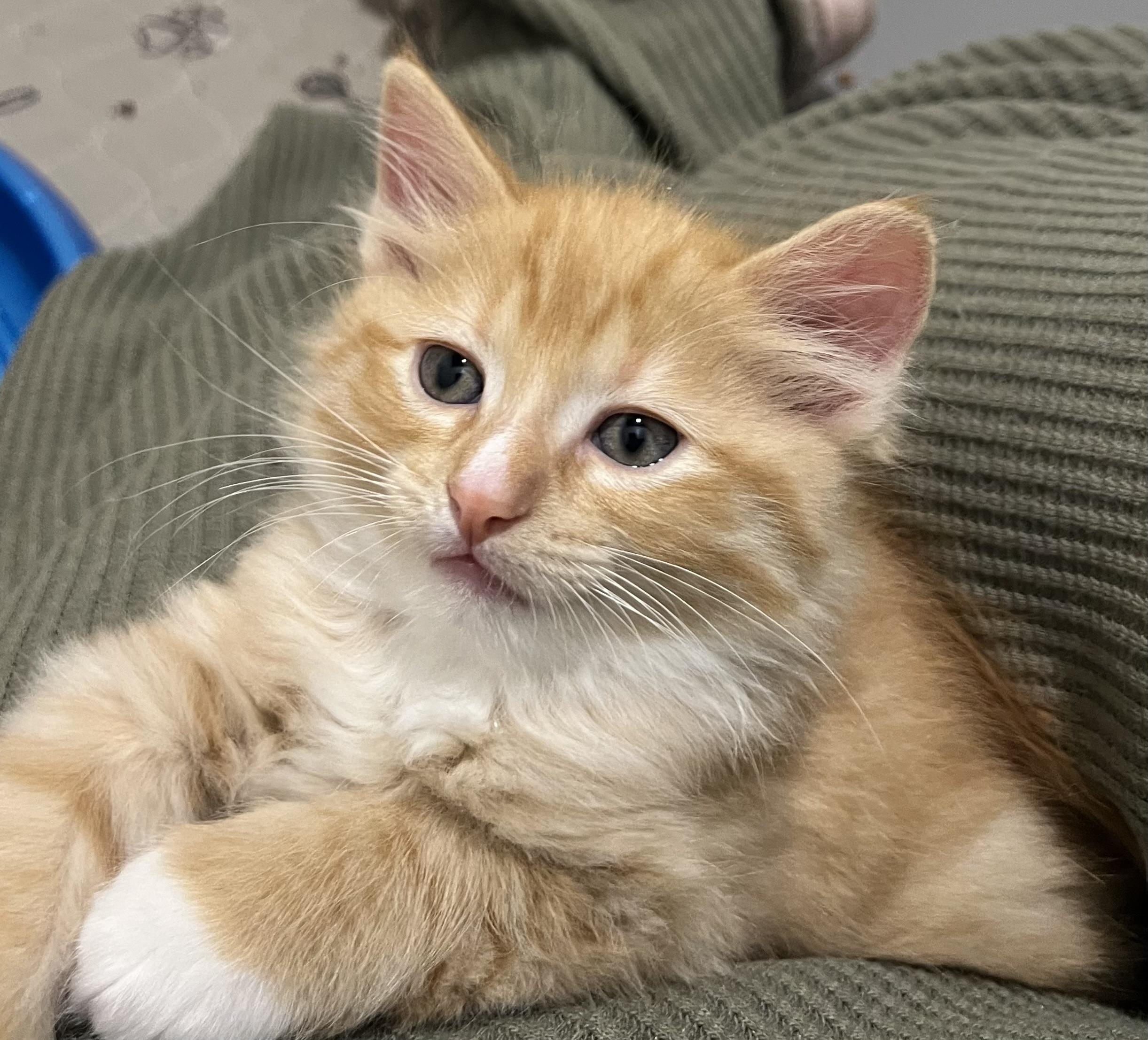 Rocky, Adopted, Kitten Male Domestic Long Hair.