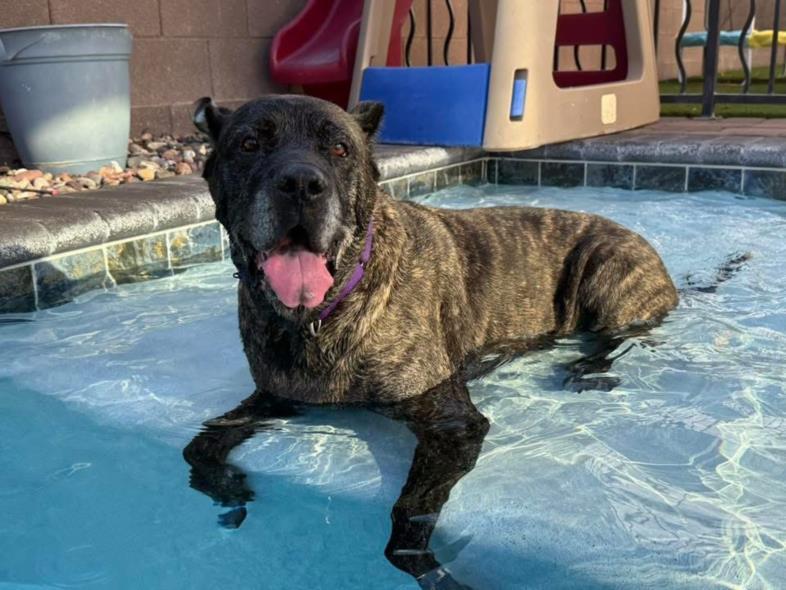 RASTA, Adoptable, Senior Male Cane Corso.