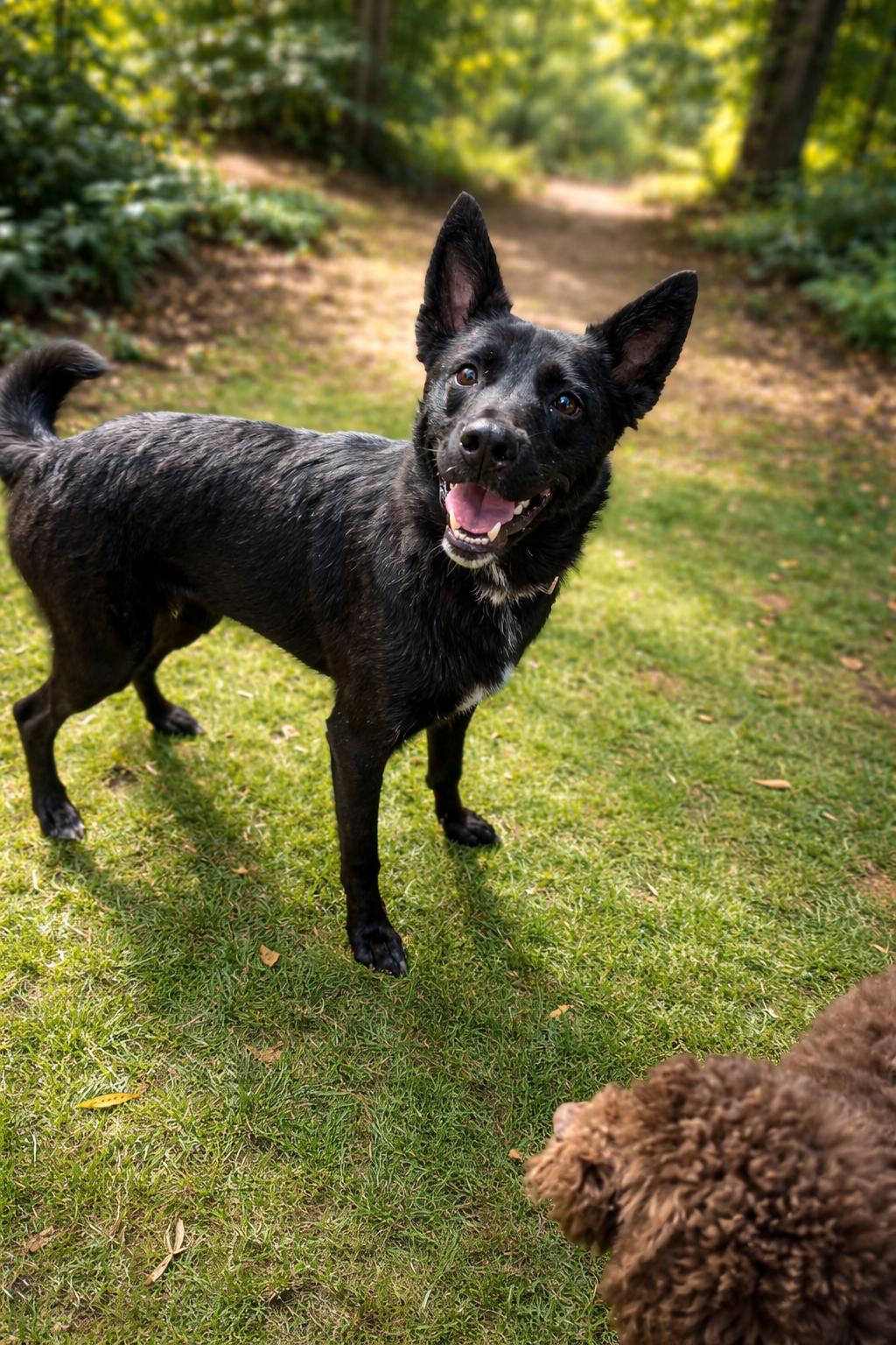 Enlarge kabob, a ADOPTABLE mixed breed in Phoenix, AZ image 3/3