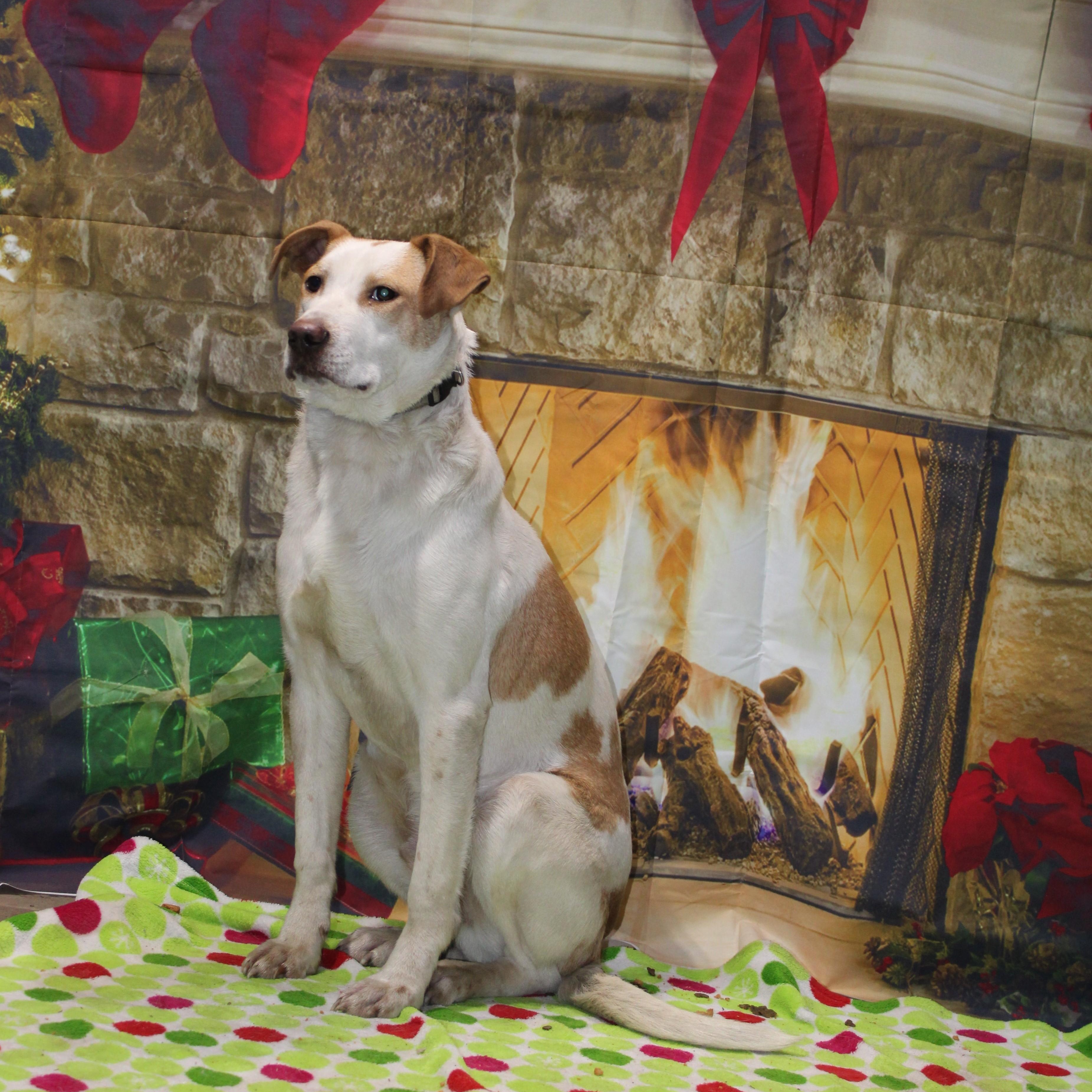 Rocky, Adoptable, Young Male Australian Cattle Dog / Blue Heeler & Pit Bull Terrier.