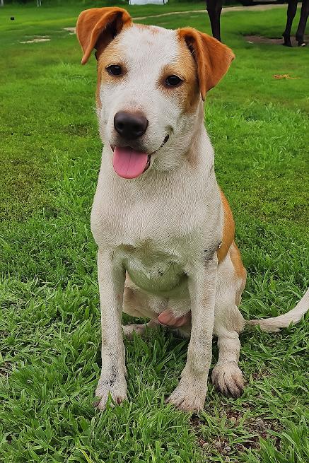 Enlarge Rocky, a Adoptable mixed breed in Watertown, SD image 2/4
