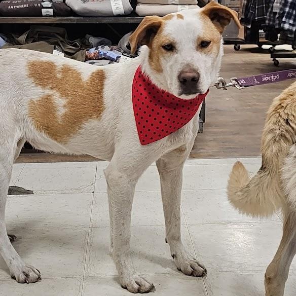Enlarge Rocky, a Adopted mixed breed in Watertown, SD image 1/6