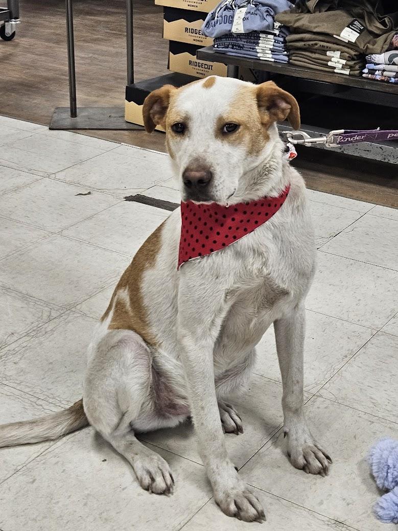 Enlarge Rocky, a Adopted mixed breed in Watertown, SD image 2/6