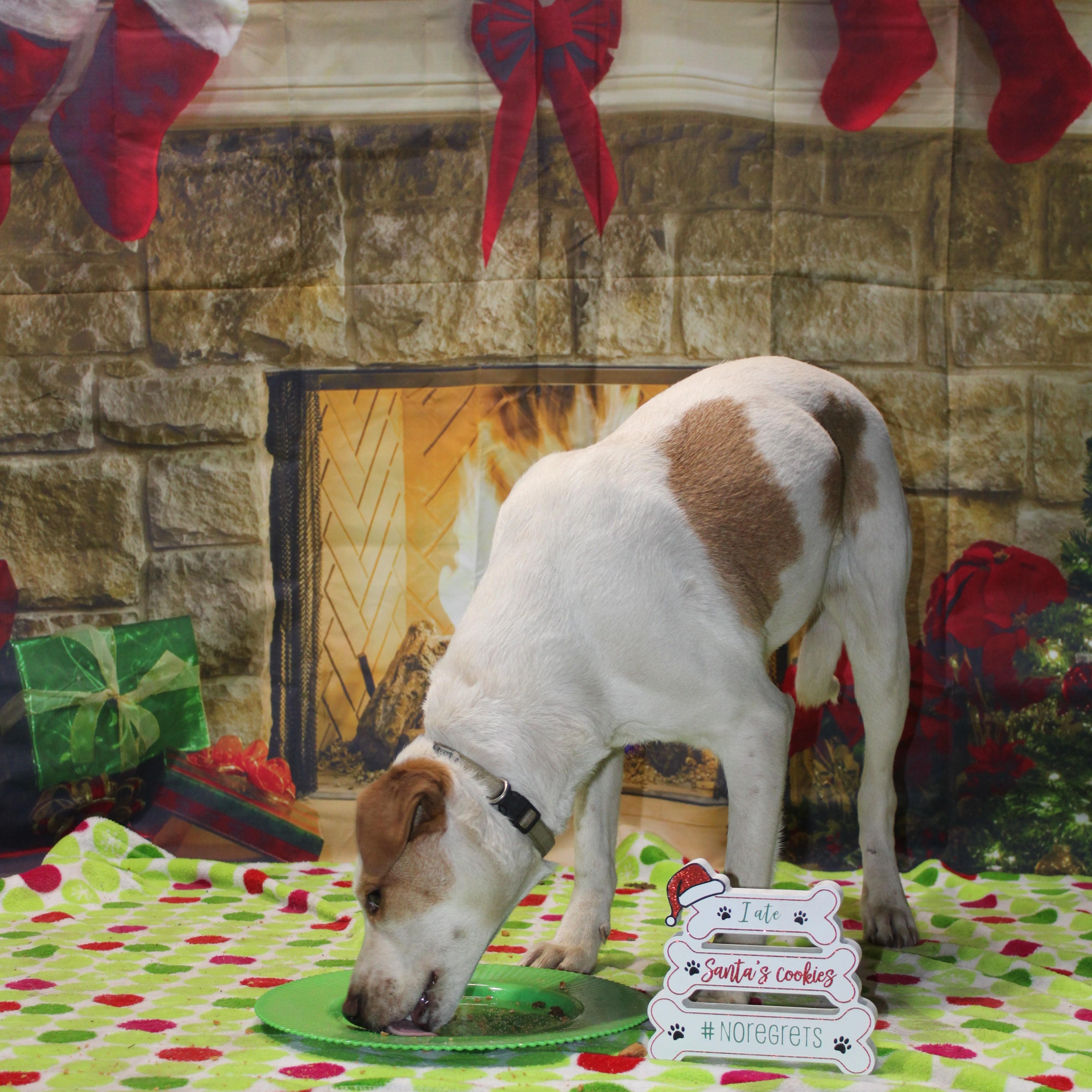 Enlarge Rocky, a Adoptable mixed breed in Watertown, SD image 2/6