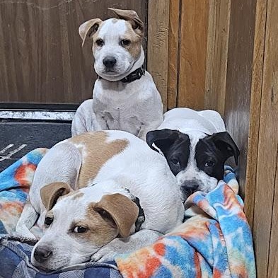 Enlarge Rocky, a Adoptable mixed breed in Watertown, SD image 4/4