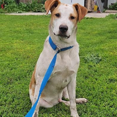 Enlarge Rocky, a Adoptable mixed breed in Watertown, SD image 3/4