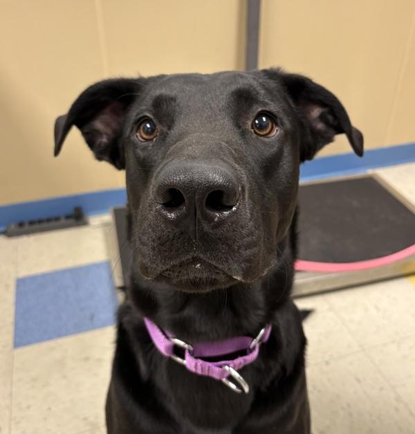 Morpheus, Adoptable, Young Male Labrador Retriever & Alaskan Malamute.