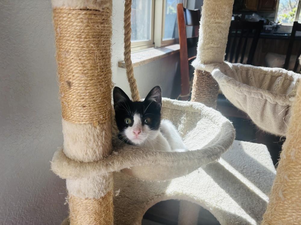 Marshal, Adoptable, Kitten Male Domestic Short Hair.