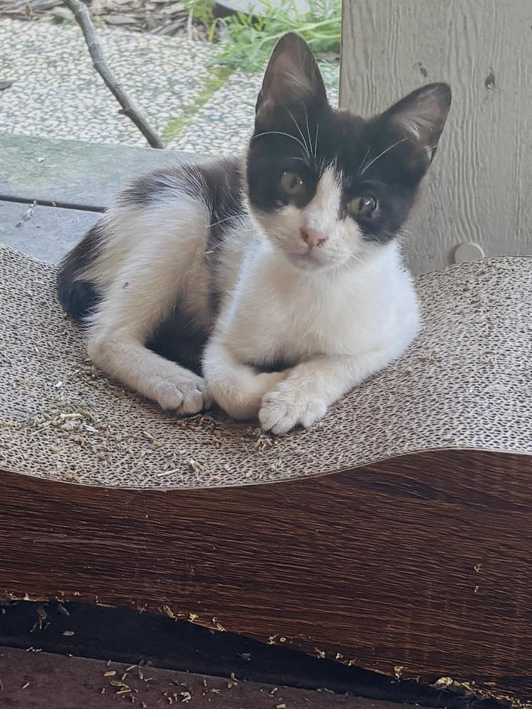 Enlarge Marshal, a Adoptable Domestic Short Hair in Pinole, CA image 2/4