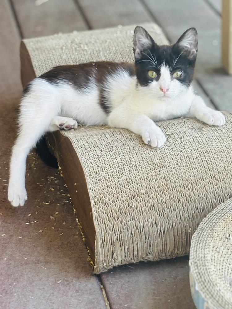 Enlarge Marshal, a Adoptable Domestic Short Hair in Pinole, CA image 4/4