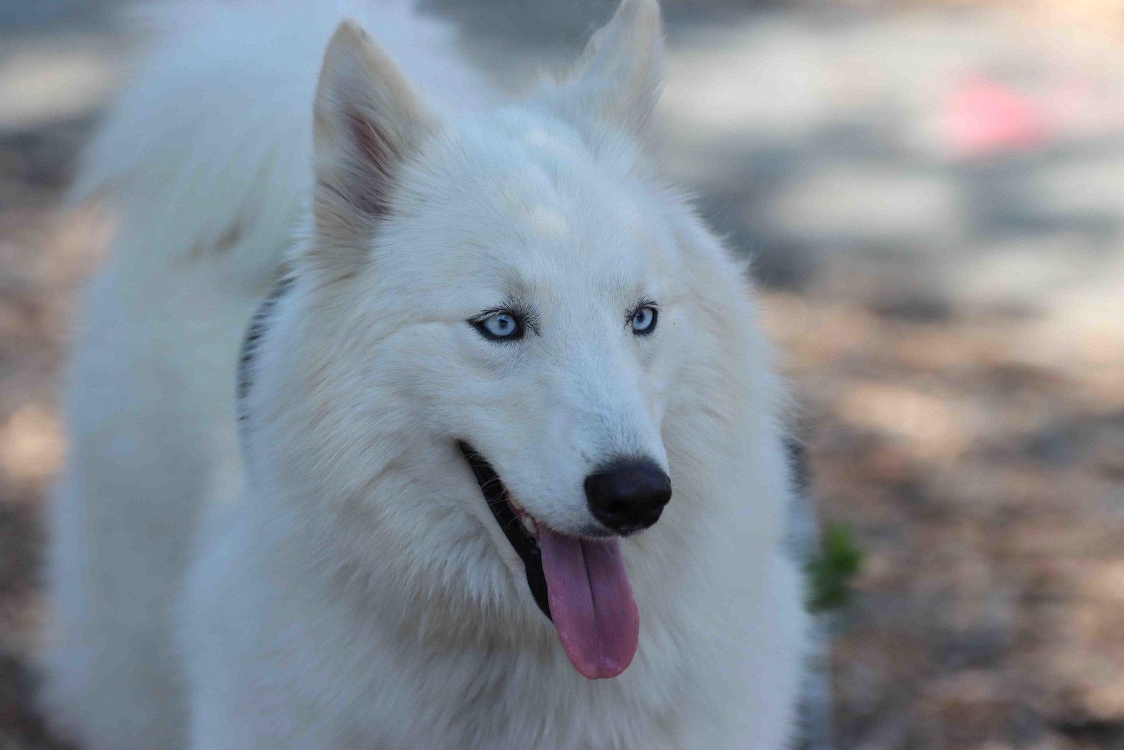 Ivory, Adoptable, Adult Female Siberian Husky.