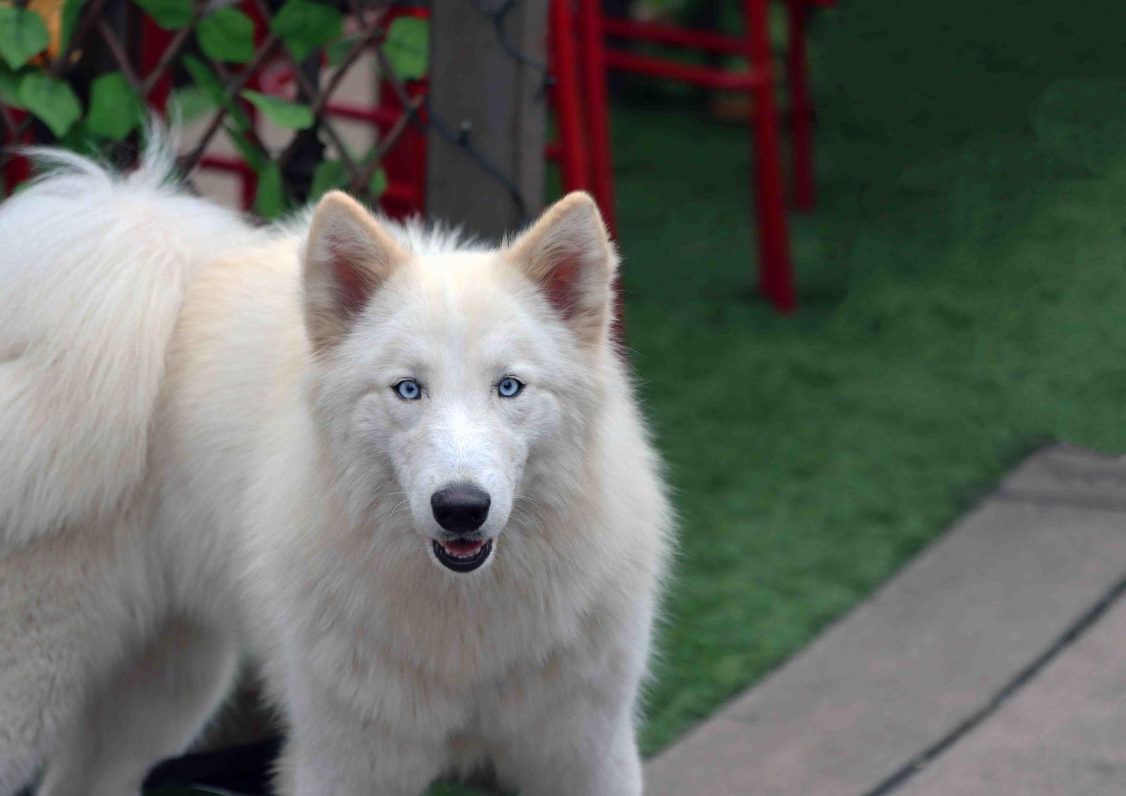 Ivory, a Adoptable Siberian Husky in Walnut Creek, CA image 1/3