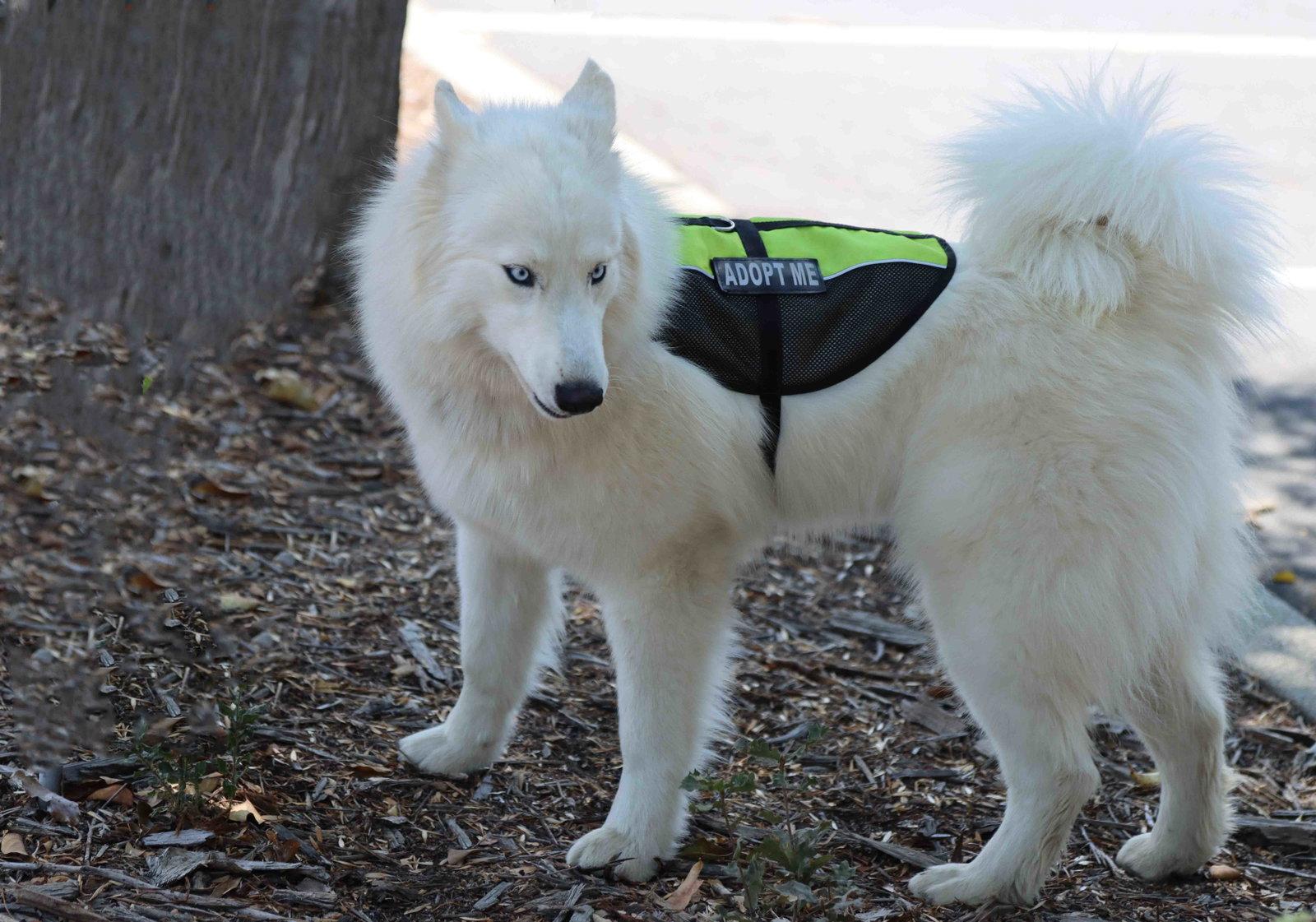 Enlarge Ivory, a Adoptable Siberian Husky in Walnut Creek, CA image 2/3